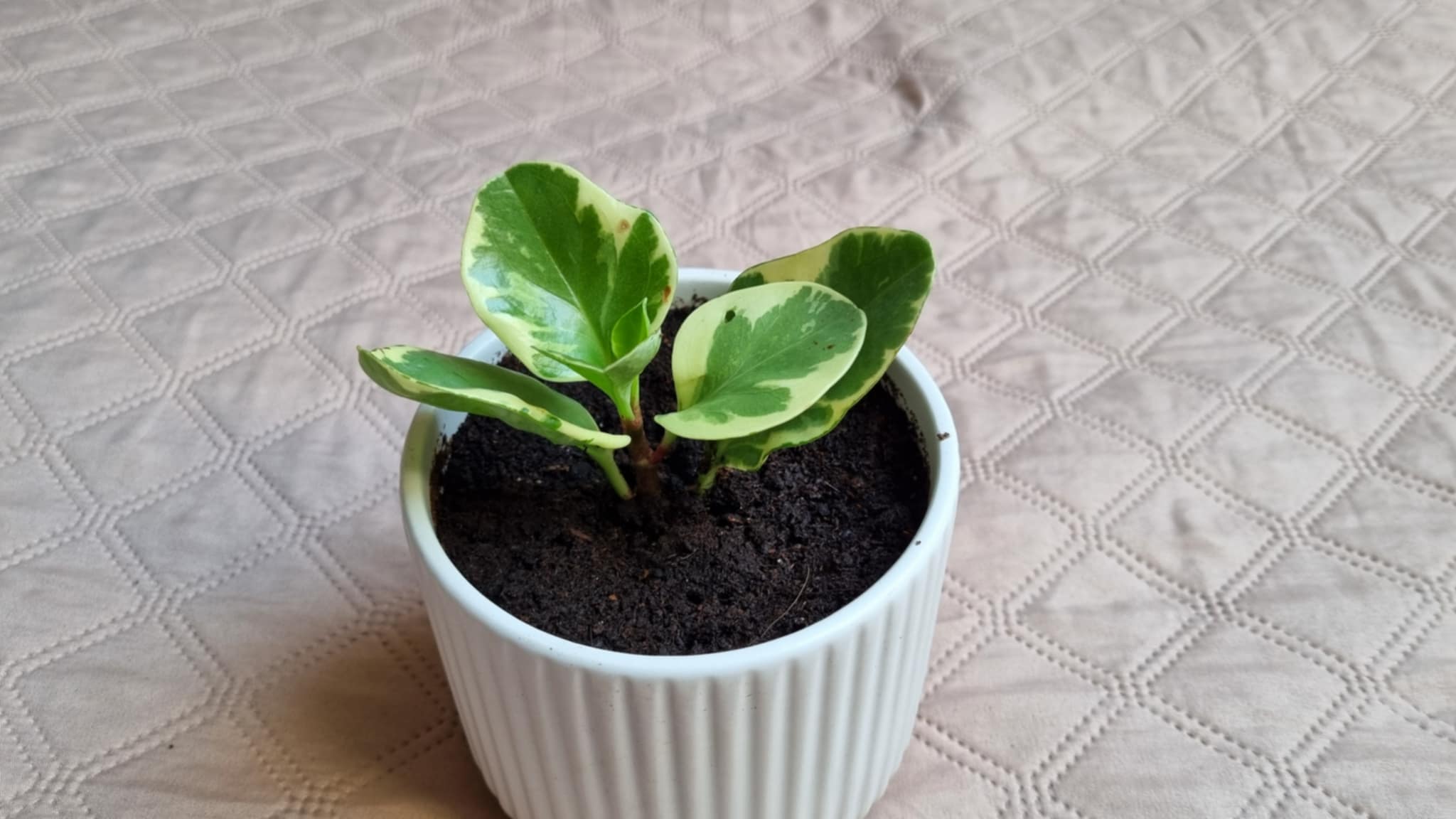 Peperomia obtusifolia Image 2